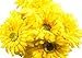 CraftMore Yellow Colored Gerbera Daisy Stems 14 Inch Set of 12