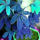 Lioder Sensitive Plant Seeds Mimosa Pudica Moving Plant Shy Plant Shameful Plant Seeds Bonsai Plant Home Garden Touch-me-not (50pcs, Blue)