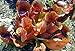 Mature Carnivorous Purple Pitcher Plant - Sarracenia purpurea - 4" Pot