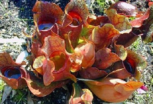 Mature Carnivorous Purple Pitcher Plant - Sarracenia purpurea - 4 Mature Carnivorous Purple Pitcher Plant - Sarracenia purpurea - 4
