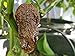 Chocolate Bhutlah CS Hot Pepper Seeds