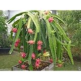 Dragon Fruit (Hylocereus undatus), packet of 10&50 seeds-Open Pollinated !
