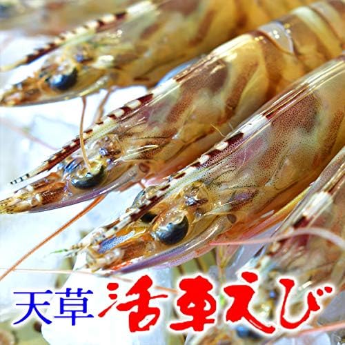 熊本県天草特産 活き車海老 500g 産地直送 生きたまま 料亭や食育にも 天草特産品ショップ 車えび エビ 通販 Amazon