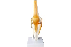 EVOTECH SCIENTIFIC Human Functional Knee Joint Model, with Ligament, Life Size for Medical Teaching Learning, Clinic Demonstration, Kids Learning Education Display Tool