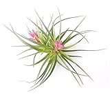 The Drunken Gnome AIR PLANTS - STRICTA HARD - 1 PACK - air purifying flowering tillandsia for terrarium, fairy garden starter kit, home office, indoor outdoor, corporate gift (1 PACK)