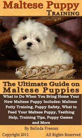 maltichon puppies near me