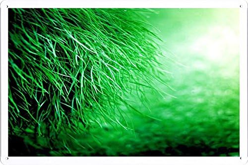 Metal Poster Tin Sign Plate Green Green Grass Retro Vintage Wall Décor by hamgaacaan (20x30cm)