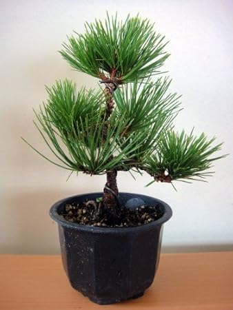 Amazon 松 八房黒松 ヤツフサクロマツ 盆栽 仕立て苗 庭木 盆栽 贈り物 クロマツ ミニ盆栽 本数限定品 植木