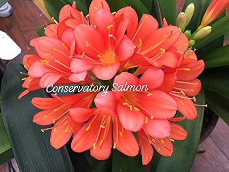 5 Samen aus kurzen Blatt Conservatory Smon X Hirao Steven Pass Clivia by Farmerly