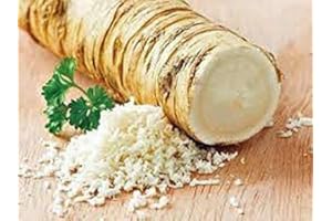 COUNTRY CREEK ACRES GROWING IS IN OUR ROOTS Horseradish Root, Big Top Western, 2 Pounds (Sold by Weight). Great for Planting, Seasoning or Sauces. A taste delight.