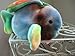 TY Beanie Baby - CORAL the Ty-dyed Fish (4th Gen hang tag)