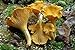 Chanterelle Mushroom (Cantharellus cibarius) Mycelium Spawn Dried Seeds