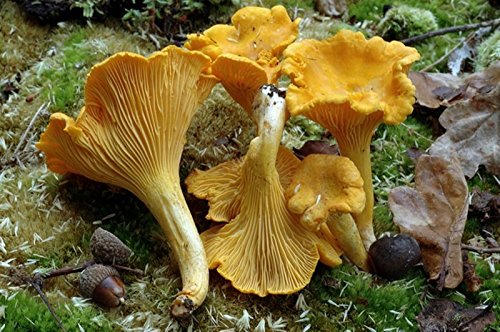 Chanterelle Mushroom (Cantharellus cibarius) Mycelium Spawn Dried Seeds