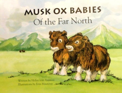 Musk Ox babies of the Far North