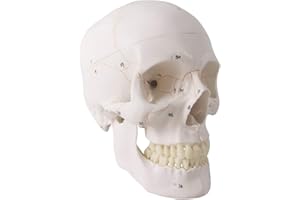 Generies 2021 Newest Design Human Skull Anatomical Model,with Painted Sutures 54 Pcs Labeled Numbered Skull Models for Medical Students,Human Brain Model for Kids Drawing Anatomy
