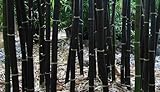 50 Phyllostachys nigra seeds - Black Bamboo - giant bamboo - cold hardy