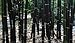 Asklepios-seeds | 50 Phyllostachys nigra seeds Black Bamboo - giant bamboo - cold hardy
