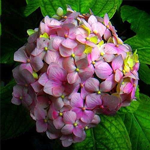 Hydrangea Macrophylla Flower Seeds Garden Plant Bonsai White Pink Red Blue 50 Pieces