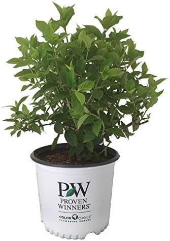 Proven Winners Limelight Hydrangea - Hydrangea P Limelight - 3 Gallon
