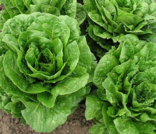 Buttercrunch Leaf Lettuce 1000 Seeds Butterhead Tender Fall Iron Bulk