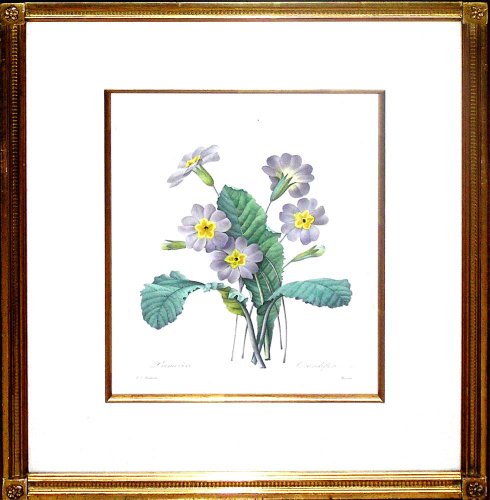 Primevere (Primrose) - Pretty winter floral wall decoratons