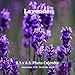 Lavender 8.5 X 8.5 Calendar September 2019 -December 2020: Monthly Calendar with U.S./UK/ Canadian/C by 