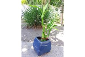 TN WAREHOUSE Lucky Bamboo