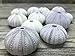 Nautical Crush Trading Sea Urchins Shells for Air Plants - 12 Purple (1.5-2.5