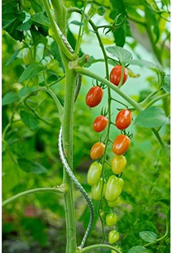 Tutor para tomates en espiral de acero galvanizado, altura 150 cm ...