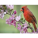 DIY 5D Diamond Painting Kits for Adults Full Drill Diamond Painting Crystal Diamond Arts Crafts for Home Wall Decor - North American Cardinals (16 x 12 in)