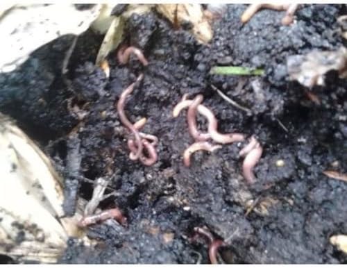 Red worm Starter colony