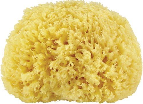 Premium Quality Natural Sea Sponge (Approx. Diameter 14.5cm) by Naturschwamm