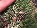 Pocket Pets Roly Poly Farm