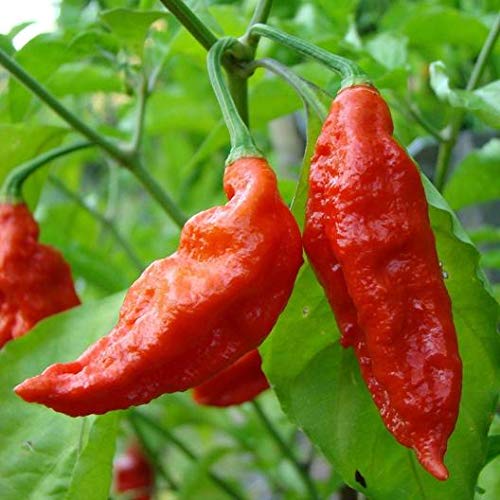 Ghost Hot Pepper Seeds-bhut jolokia Red 1,000,000 shu 3oz Organic
