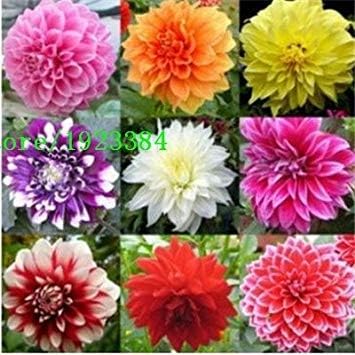 Amazon Co Jp Diyホームガーデン卸売種類の花の種子の100pcs Lotの混合色ダリアの種 ホーム キッチン