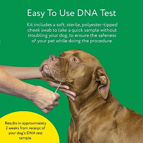 DNA My Dog Trusted & Affordable Breed Identification Test | 350+ Breeds Identified with 99%+ Accuracy | Complete Breed Analysis, Personality and Behavior Insights | Easy Cheek Swab, Results in 2 Weeks