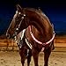 Upgraded LED Horse Breastplate Collar, USB Rechargeable Equestrian Riding Horse Bridle Halter Safety Light Horses Neck Belt Equipment Horsing Accessory - red