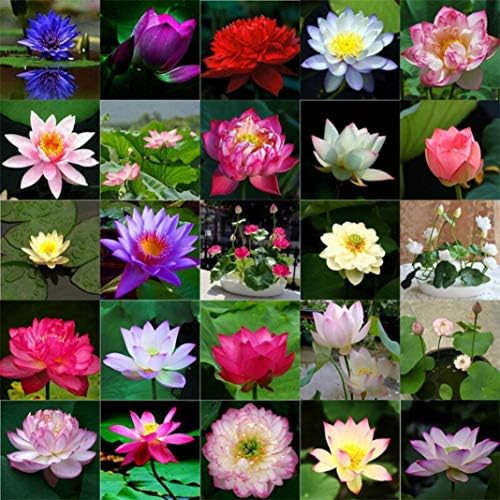 GBAIRIY 10Pcs Bowl Lotus Seeds Potted Seeds Fashion Bonsai Flower Lotus Summer 100% Real Bowl Lotus Flower Pot Potted