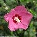RED Lil' Kim TM Hibiscus - 4" pot - Proven Winners
