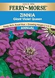 Ferry-Morse Zinnia Giant Double Flow Violet Queen