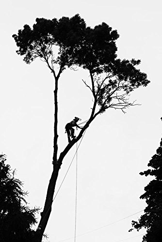 8x10 Arborist on Tree - Madison - Wisconsin Photograph II