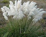 100 White Pampas Grass Séẹds Perennial Flowering