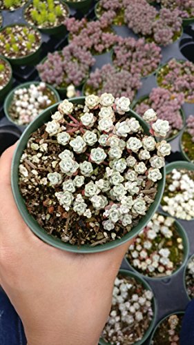 Capo Blanco Sedum spathufolium 'Capo Blanco' (4 inch)