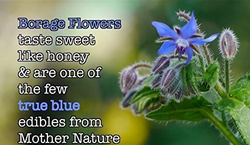 Borage Seeds Borago officinalis, Starflower, Bee Bread, White Borage 100 Seeds