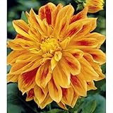 Sun Explosion Decorative Dahlia - 2 Bulb Clumps- NEW!