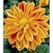 'Sun Explosion' Decorative Dahlia - 2 Tubers - NEW!