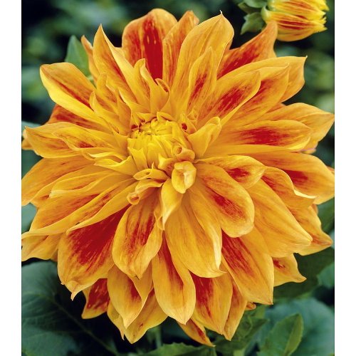 Sun Explosion Decorative Dahlia - 2 Bulb Clumps- NEW! Sun Explosion Decorative Dahlia - 2 Bulb Clumps- NEW!