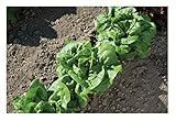 David's Garden Seeds Lettuce Buttercrunch SL4355 (Green) 500 Non-GMO, Organic Seeds