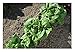 Lettuce Buttercrunch Bibb D435A (Green) 1000 Organic Seeds by David's Garden Seeds
