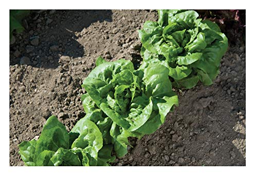 David's Garden Seeds Lettuce Buttercrunch SL4355 (Green) 500 Non-GMO, Organic Seeds